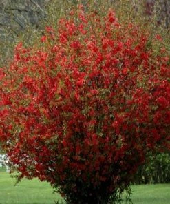Brighter Blooms Red Flowering Quince Tree