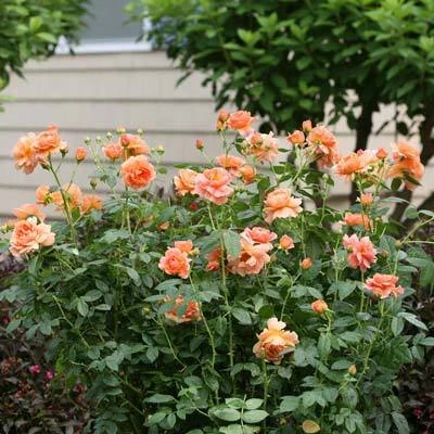 Brighter Blooms At Last® Rose 2 Brighter Blooms At Last® Rose