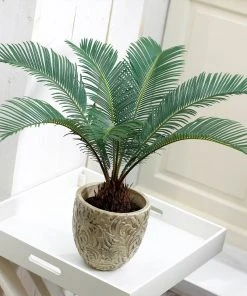 Brighter Blooms Sago Palm Tree Palm Trees 11 Brighter Blooms Sago Palm Tree Palm Trees