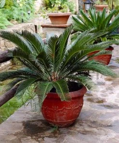 Brighter Blooms Sago Palm Tree Palm Trees 12 Brighter Blooms Sago Palm Tree Palm Trees