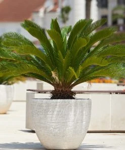 Brighter Blooms Sago Palm Tree Palm Trees 10 Brighter Blooms Sago Palm Tree Palm Trees