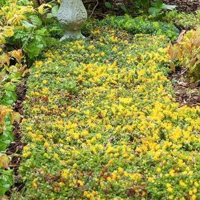 Brighter Blooms Sedum Tile SHOP ALL 4 Brighter Blooms Sedum Tile SHOP ALL