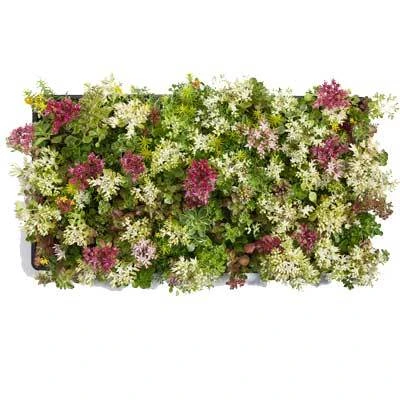 Brighter Blooms Sedum Tile SHOP ALL 5 Brighter Blooms Sedum Tile SHOP ALL