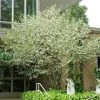 Brighter Blooms Snowbell Tree