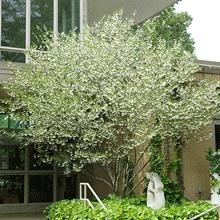 Brighter Blooms Snowbell Tree