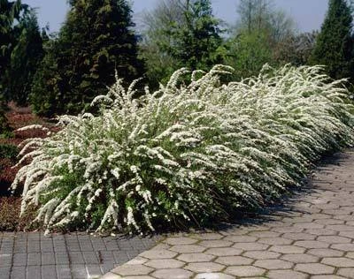 Brighter Blooms Bridal Wreath Spirea Shrub 2 Brighter Blooms Bridal Wreath Spirea Shrub
