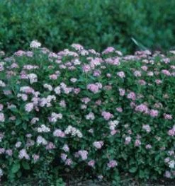 Brighter Blooms Shrubs & Hedges Little Princess Spirea Shrub 7 Brighter Blooms Shrubs & Hedges Little Princess Spirea Shrub