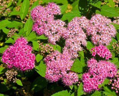 Brighter Blooms Shrubs & Hedges Little Princess Spirea Shrub 2 Brighter Blooms Shrubs & Hedges Little Princess Spirea Shrub