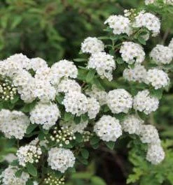 Brighter Blooms Shrubs & Hedges Vanhoutte Spirea Shrub 10 Brighter Blooms Shrubs & Hedges Vanhoutte Spirea Shrub