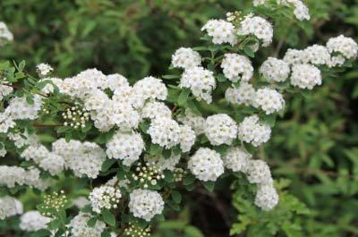 Brighter Blooms Shrubs & Hedges Vanhoutte Spirea Shrub 4 Brighter Blooms Shrubs & Hedges Vanhoutte Spirea Shrub