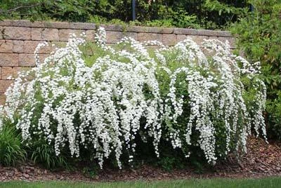 Brighter Blooms Shrubs & Hedges Vanhoutte Spirea Shrub 6 Brighter Blooms Shrubs & Hedges Vanhoutte Spirea Shrub