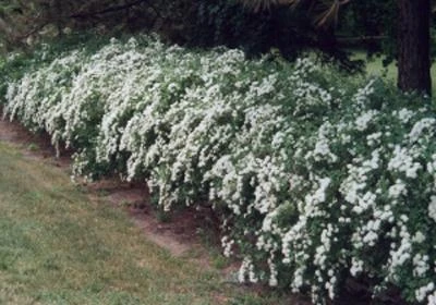 Brighter Blooms Shrubs & Hedges Vanhoutte Spirea Shrub 3 Brighter Blooms Shrubs & Hedges Vanhoutte Spirea Shrub