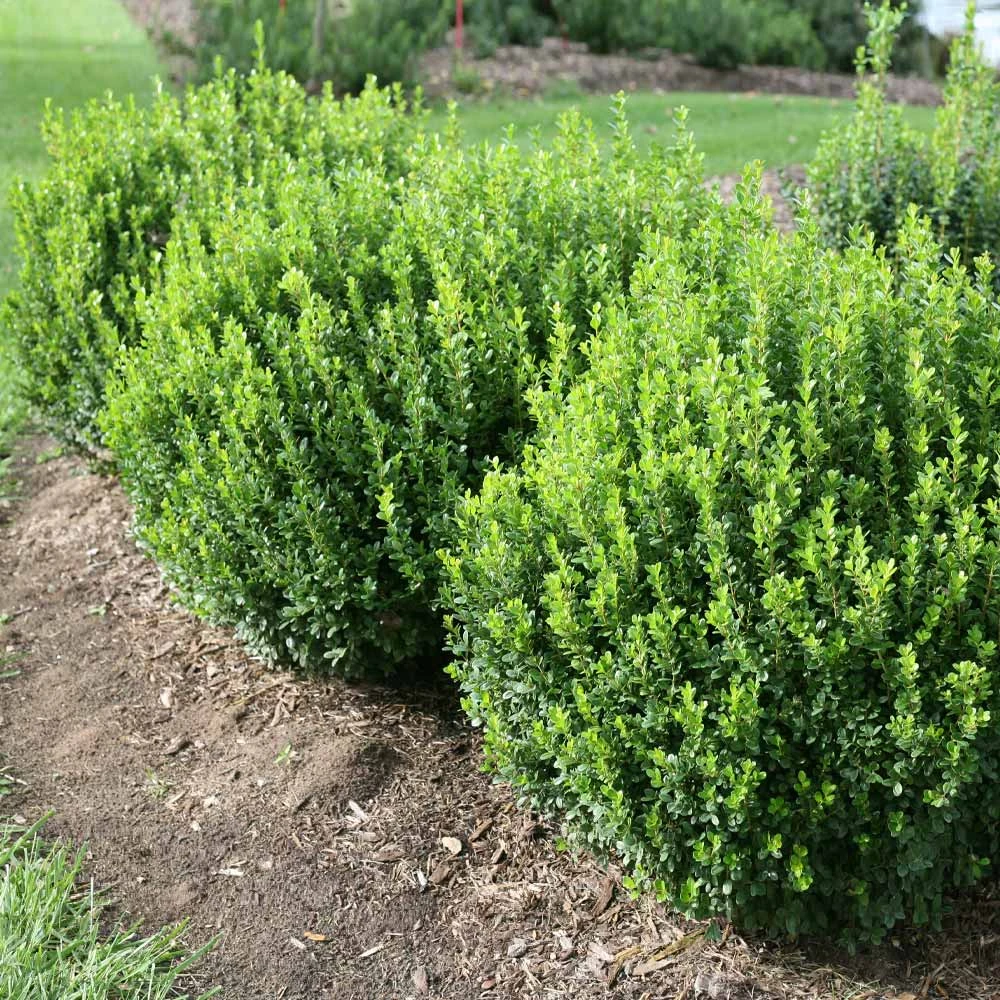 Brighter Blooms Sprinter® Boxwood Shrub 3 Brighter Blooms Sprinter® Boxwood Shrub