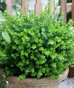 Brighter Blooms Sprinter® Boxwood Shrub 8 Brighter Blooms Sprinter® Boxwood Shrub