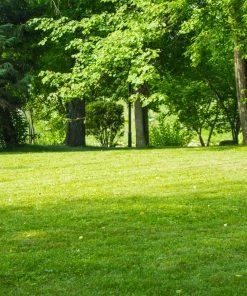 Brighter Blooms TurboTurf™ Sun & Shade Grass Seed 5 Brighter Blooms TurboTurf™ Sun & Shade Grass Seed