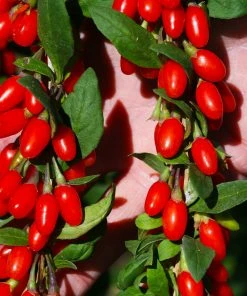 Brighter Blooms Sweet Lifeberry® Goji Berry Plant SHOP ALL 8 Brighter Blooms Sweet Lifeberry® Goji Berry Plant SHOP ALL