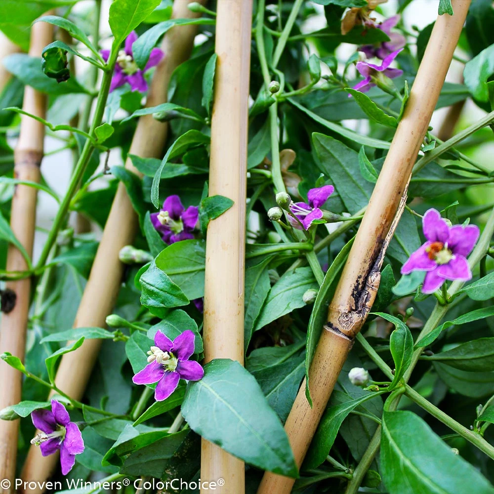 Brighter Blooms Sweet Lifeberry® Goji Berry Plant SHOP ALL 5 Brighter Blooms Sweet Lifeberry® Goji Berry Plant SHOP ALL