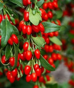 Brighter Blooms Sweet Lifeberry® Goji Berry Plant SHOP ALL