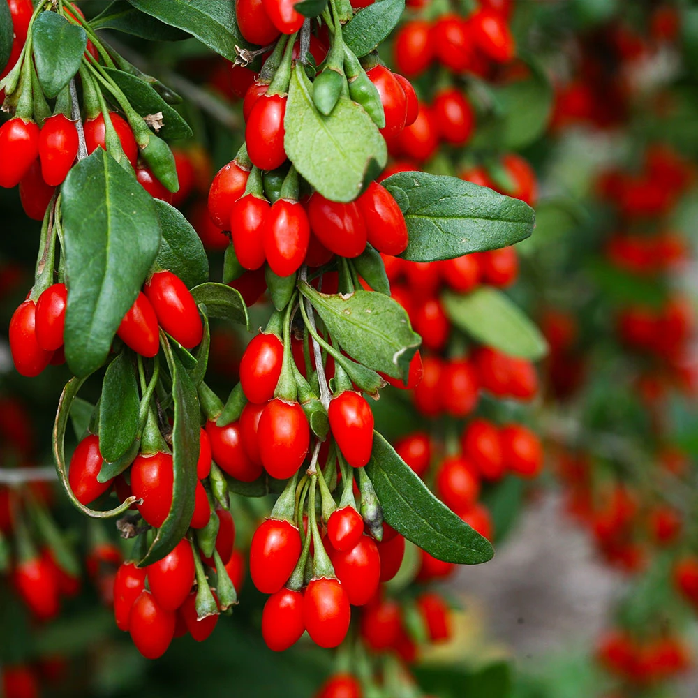 Brighter Blooms Sweet Lifeberry® Goji Berry Plant SHOP ALL 2 Brighter Blooms Sweet Lifeberry® Goji Berry Plant SHOP ALL