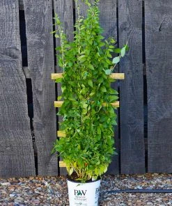 Brighter Blooms Sweet Lifeberry® Goji Berry Plant SHOP ALL 9 Brighter Blooms Sweet Lifeberry® Goji Berry Plant SHOP ALL