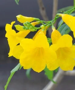 Brighter Blooms SHOP ALL Sundance Tecoma 7 Brighter Blooms SHOP ALL Sundance Tecoma