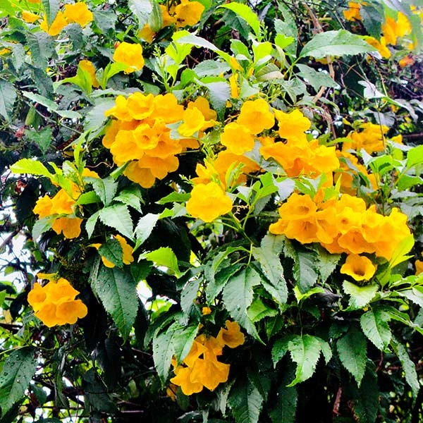 Brighter Blooms SHOP ALL Sundance Tecoma 1 Brighter Blooms SHOP ALL Sundance Tecoma