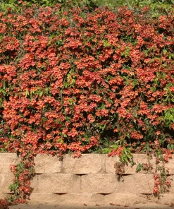 Brighter Blooms SHOP ALL Tangerine Beauty Crossvine 5 Brighter Blooms SHOP ALL Tangerine Beauty Crossvine