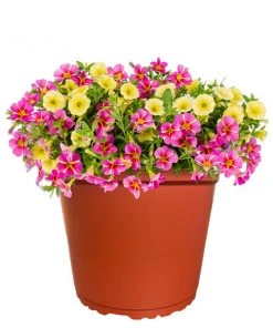 No Warranty New Perennials MixMasters™ Tea Party Calibrachoa