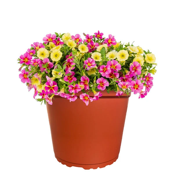 No Warranty New Perennials MixMasters™ Tea Party Calibrachoa 1 No Warranty New Perennials MixMasters™ Tea Party Calibrachoa