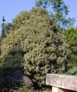 Brighter Blooms Shrubs & Hedges Variegated Pittosporum Shrub
