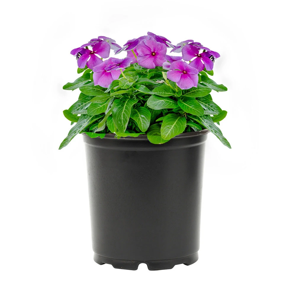 No Warranty Blue Vinca 2 No Warranty Blue Vinca