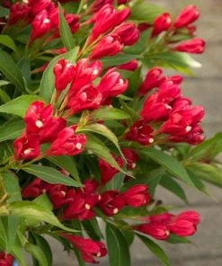 Brighter Blooms Crimson Kisses'® Weigela Shrub