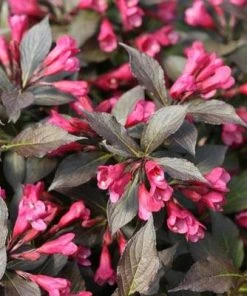 Brighter Blooms My Monet Weigela Shrub