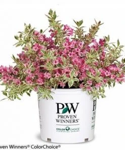 Brighter Blooms My Monet Weigela Shrub