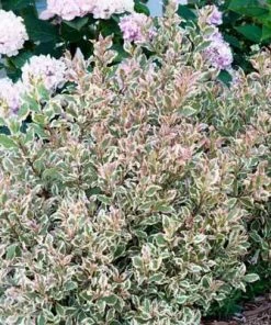 Brighter Blooms My Monet Weigela Shrub