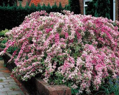 Brighter Blooms Variegated Weigela Shrub Shrubs & Hedges 2 Brighter Blooms Variegated Weigela Shrub Shrubs & Hedges