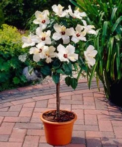 BrighterBlooms Sales 35 Brighter Blooms White Tropical Hibiscus Tree Flowering Trees