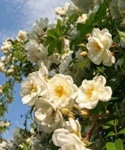 Brighter Blooms White Knock Out® Rose Shrubs & Hedges 7 Brighter Blooms White Knock Out® Rose Shrubs & Hedges
