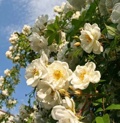 Brighter Blooms White Knock Out® Rose Shrubs & Hedges 4 Brighter Blooms White Knock Out® Rose Shrubs & Hedges