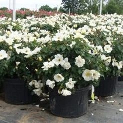 Brighter Blooms White Knock Out® Rose Shrubs & Hedges 6 Brighter Blooms White Knock Out® Rose Shrubs & Hedges