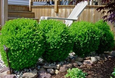 Brighter Blooms Winter Gem Boxwood Shrub 3 Brighter Blooms Winter Gem Boxwood Shrub