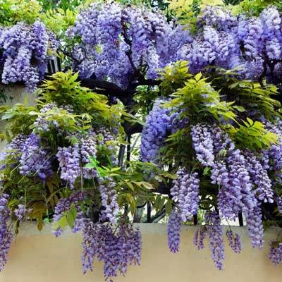 Brighter Blooms Amethyst Falls Wisteria Vine 3 Brighter Blooms Amethyst Falls Wisteria Vine