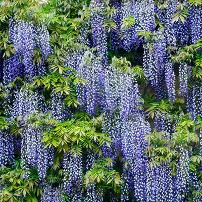 Brighter Blooms Amethyst Falls Wisteria Vine 2 Brighter Blooms Amethyst Falls Wisteria Vine