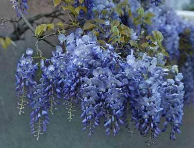 Brighter Blooms Amethyst Falls Wisteria Vine 6 Brighter Blooms Amethyst Falls Wisteria Vine