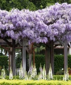 Brighter Blooms SHOP ALL Purple Wisteria Vine 11 Brighter Blooms SHOP ALL Purple Wisteria Vine