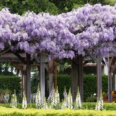 Brighter Blooms SHOP ALL Purple Wisteria Vine 6 Brighter Blooms SHOP ALL Purple Wisteria Vine