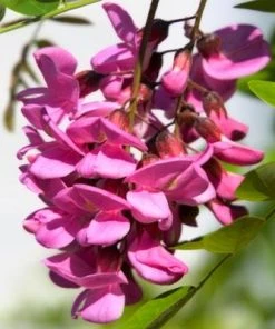 Brighter Blooms Pink Wisteria Vine