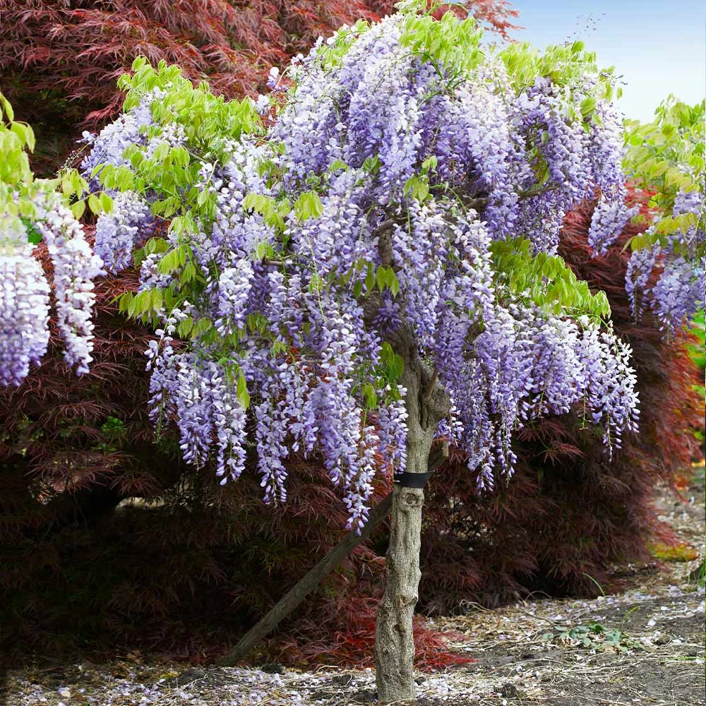 Brighter Blooms Purple Wisteria Tree 2 Brighter Blooms Purple Wisteria Tree