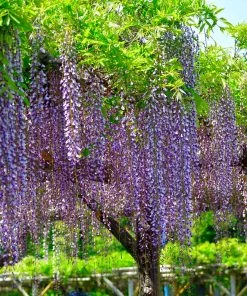 Brighter Blooms Purple Wisteria Tree 6 Brighter Blooms Purple Wisteria Tree
