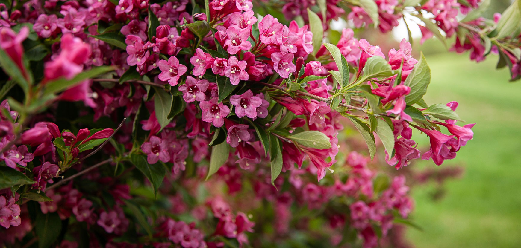 BrighterBlooms Sales -GreenHaven Sales Shop banner1003